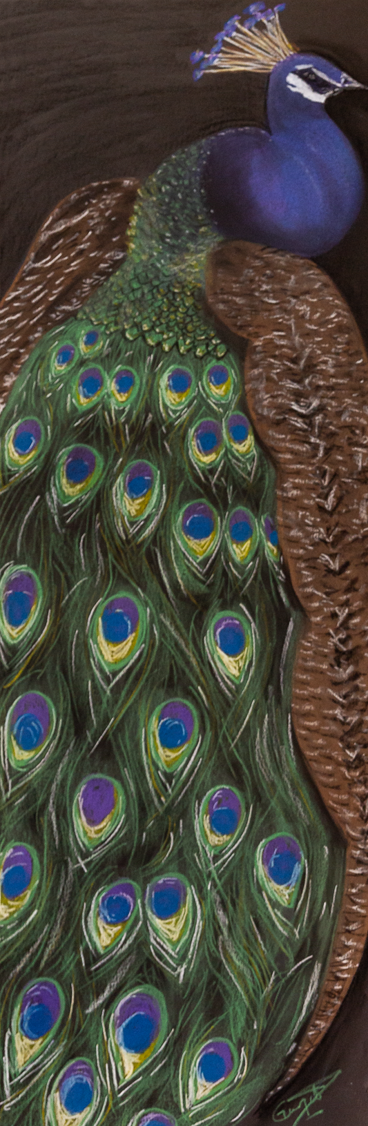 Pastel Peacock. Chalk pastel on poster board. 12 x 36 inches. Framed with glass.